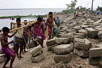 Building a sea wall to combat climate change and protect fishing village from flooding, Sundarbans, Bangladesh, October 2008