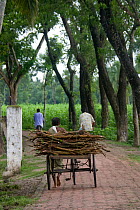 Bangladeshi man collecting firewood on bicycle cart, Ganges delta, Bangladesh, June 2008