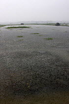 Monsoon rain falling on shrimp paddy field, Ganges delta, Sundarbans, Bangladesh, November 2008