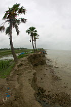 Coastal erosion caused by climate change, Sundarbans, Ganges delta, Bangladesh, December 2008