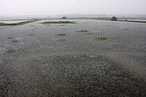 Monsoon rain falling on shrimp paddy, Ganges delta, Sundarbans, Bangladesh, November 2008