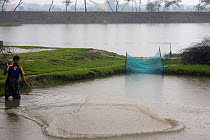 Man throwing fishing net in traditional fish pond, Ganges delta, Bangladesh, November 2008