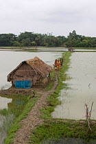 Family and thatched hut on dyke of shrimp farm in Ganges Delta, Bangladesh, November 2008