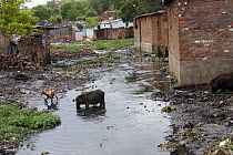 Pig and dogs foraging amongst industrial and domestic pollution in stream in slum, Bhopal, Madhya Pradesh, India, November 2008