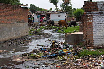 Domestic pollution around stream in slum with cattle in background, Bhopal, Madhya Pradesh, India, November 2008