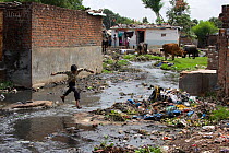 Child plahing in stream amongst domestic pollution  in slum with cattle in background, Bhopal, Madhya Pradesh, India, November 2008