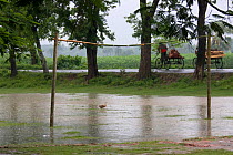 Duck on flooded football pitch in monsoon rain, Ganges delta, Bangladesh, November 2008.