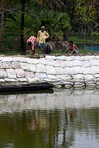 Men buiding sea wall to combat rising sea levels, climate change, Ganges delta, Bangladesh, July 2008