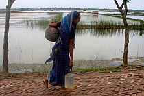 Woman carrying water home from well, walking past shrimp aquacultures, Ganges delta, Bangladesh, July 2008 Shrimp aquaculture has led to increased salinity in the local wells. Villagers now have to t...