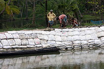 Building a sea wall to combat climate change and protect fishing village from flooding, Sundarbans, Bangladesh, June 2008
