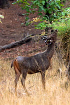 Sunda Sambar deer (Cervus timorensis) young male in velvet feeding on bush, Bandhavgah NP, Madhya Pradesh, India