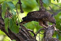 Crested serpent eagle (Spilornis cheela) perched in tree feeding on young Peacock which it has killed, Sal forest, Bandhavgah NP, Madhya Pradesh, India