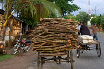 Commercial collection of firewood, Ganges delta, Bangladesh, November 2008