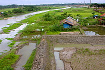 Aerial view of river showing how reduced river flow leads to siltation and waterlogging, Ganges delta, Bangladesh, November 2008