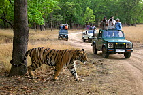 Tourists watching male Bengal tiger (Panthera tigris tigris) from vehicles Bandhavgah NP, Madhya Pradesh, India, October 2008