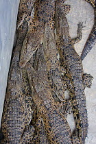 Breeding project of Saltwater crocodile (Crocodylus porosus) Sundarbans NP, Bangladesh, July 2008