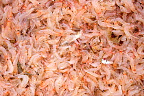 Shrimps, basis of expansion of shrimp pond business in Ganges delta, Bangladesh, July 2008