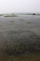 Monsoon rain falling on shrimp paddy, Ganges delta, Bangladesh, November 2008