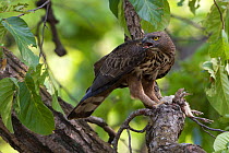 Crested serpent eagle (Spilornis cheela) feeding on  young Peacock chick which it has killed, Sal forest, Bandhavgah NP, Madhya Pradesh, India