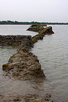 Coastal erosion to dyke caused by rising sea levels, Ganges delta, Bangaldesh, July 2008