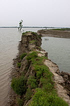 Coastal erosion to dyke caused by rising sea levels, Ganges delta, Bangaldesh, JUly 2008