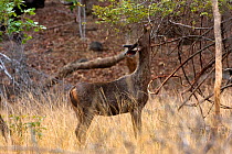 Sunda sambar deer (Cervus timorensis ) young male in velvet browsing on bush, Bandhavgah NP, Madhya Pradesh, India