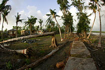 Fallen trees and other coastal damage from typhoon Sidr (November 2007) Sundarbans NP, Bangladesh, June 2008