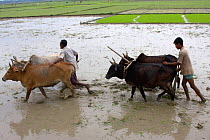 Ploughing rice paddies prior to planting, traditional agriculture, peasant management of land, Ganges delta, Bangladesh, July 2008