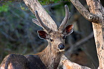 Young male Sunda sambar deer (Cervus timorensis) in velvet, Bandhavgah NP, Madhya Pradesh, India, November