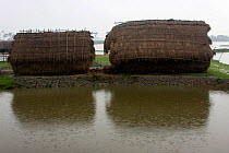Haystacks in rain during the monsoon, Ganges delta, Bangladesh, November 2008