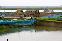 Shrimp ponds for Shrimp farming, resulting in an increased salinity threat to rural water supplies, Ganges delta, Bangladesh, November 2008