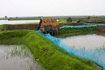 Shrimp ponds, dykes and hut at commercial shrimp farm, Ganges delta, Bangladesh, November 2008