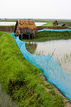 Shrimp ponds, dykes and hut at commerical shrimp farm, Ganges delta, Bangladesh, November 2008
