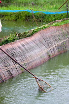 Crab catching scheme initiated by NGO to alleviate rural poverty, Uttaran, Ganges sdelta, Bangladesh, November 2008