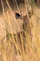 Young male Sunda sambar deer (Cervus timorensis) amongst reeds, Bandhavgah NP, Madhya Pradesh, India