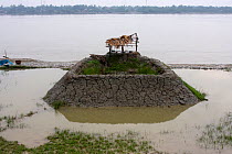 Shrimp rearing pond at shrimp farm in the Ganges delta, Bangladesh, November 2008