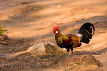 Male Red Junglefowl (Gallus gallus) species which domestic chicken is descended from, Bandhavgarh NP, Madhya Pradesh, India, November