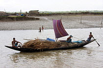 Traditional boat transporting palm leaves for roofing, Sundarbans, Bangladesh, November 2008