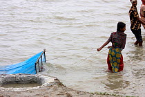 Child fishing for shrimp fry in coastal waters,  Ganges delta, Bangladesh, November 2008