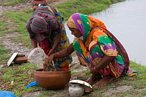 Child and adult fishing emptying shrimp fry from net into container, Ganges delta, Bangladesh, November 2008