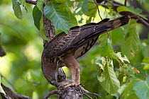 Crested serpent eagle (Spilornis cheela) feeding on  young Peacock which it has killed Sal forest, Bandhavgarh NP, Madhya Pradesh, India