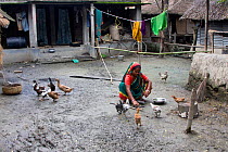 Woman feeding chickens and ducks, traditional agriculture, Ganges delta, Bangladesh, Movember 2008