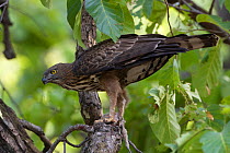 Crested serpent eagle (Spilornis cheela) feeding on  young Peacock which it has killed Sal forest, Bandhavgarh NP, Madhya Pradesh, India