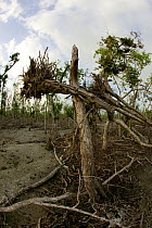 Mangrove forest destroyed by typhoon Sidr in November 2007, Sundarbans NP, Bangladesh, November 2008