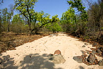 Dried up river bed with heat stressed trees, Madyha Pradesh, India, November 2008