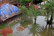 Aerial view of waterlogged garden, waterlogging caused by river siltation in the Ganges delta, Bangladesh, November 2008