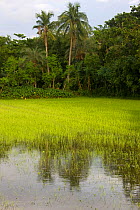 Rice paddy, Ganges delta, Bangladesh, November 2008
