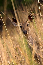 Female Sunda sambar deer (Cervis timorensis ) amongsts reeds,  Bandhavgah NP, Madhya Pradesh, India, November
