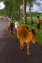 Dairy cattle being taken home for milking, Bangladesh, November 2008