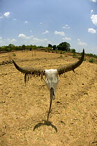 Cattle skull set up on agricultural land affected by drought, Madyha Pradesh, India, Asia, November 2008